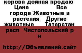 корова дойная продаю › Цена ­ 100 000 - Все города Животные и растения » Другие животные   . Татарстан респ.,Чистопольский р-н